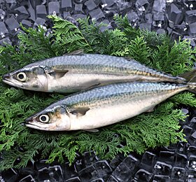 サバサバサバの鯖