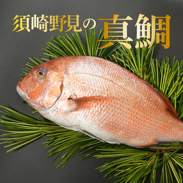須崎野見の真鯛
